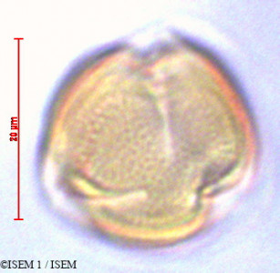 Anagallis arvensis - lame n° 29116